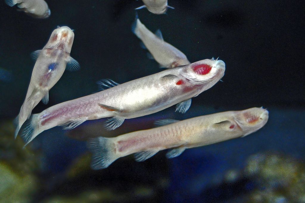Cyprinidae_-_Phreatichthys_andruzzii.JPG