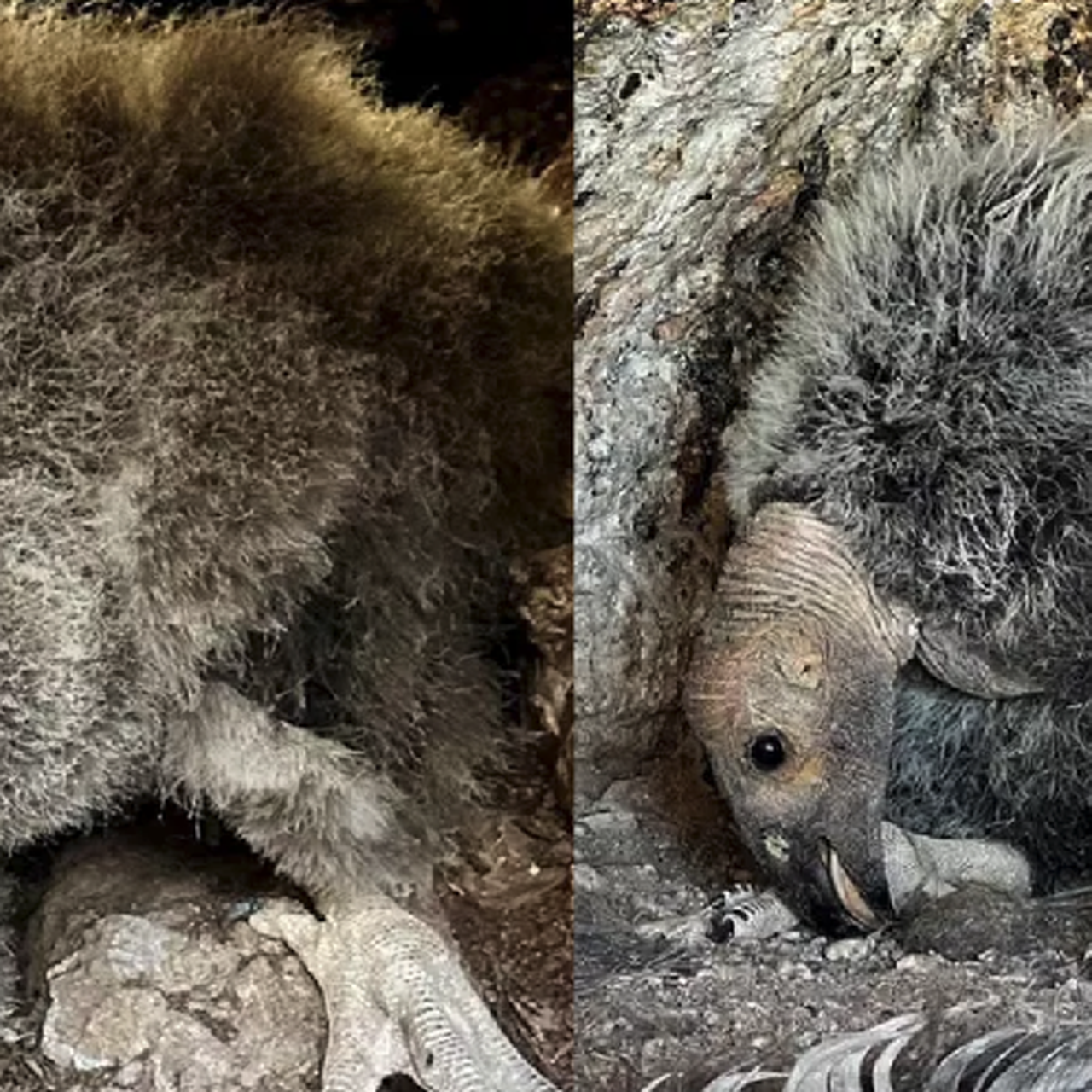 Where Do Condors Nest