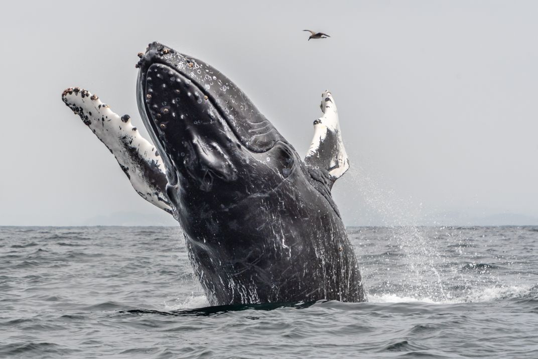 Humpback Breach 