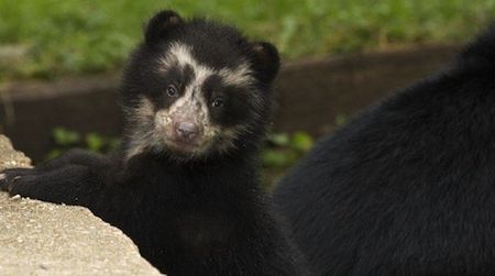 Here’s what we have to look forward to: two more adorable Andean cubs bounding about with Chaska and Bernardo, born in 2010.