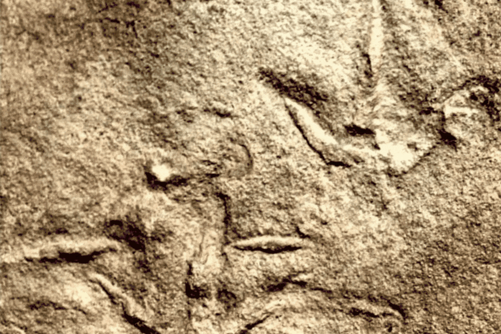 comparison of the prehistoric, bird-like tracks and modern bird tracks shows similarities in print shape