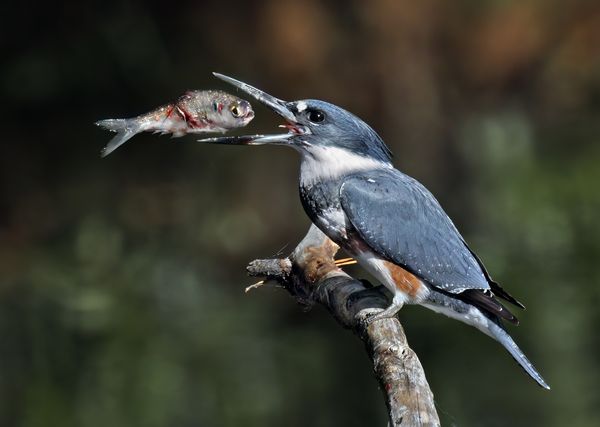 Belted Female Kingfisher thumbnail