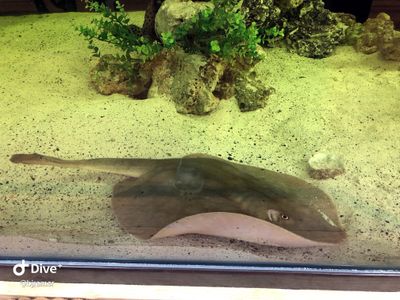 A Female Stingray That Hasn't Had a Mate in Eight Years Is Mysteriously Pregnant. Is a Shark the Father? image