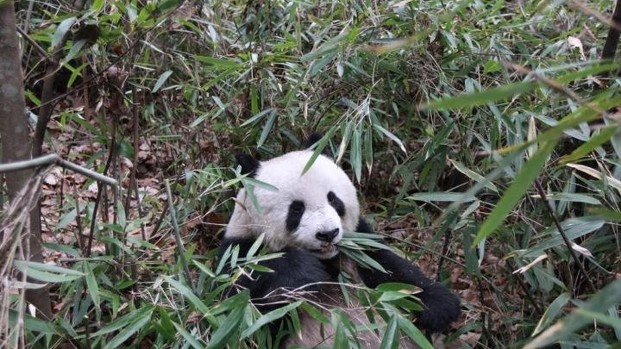 Bamboo Is Basically 'Fake Meat' for Giant Pandas