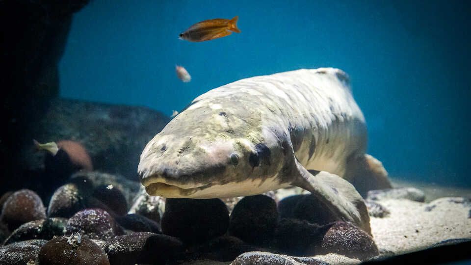 An Australian lungfish