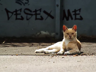 A street cat lounging in inner Sydney, Australia.