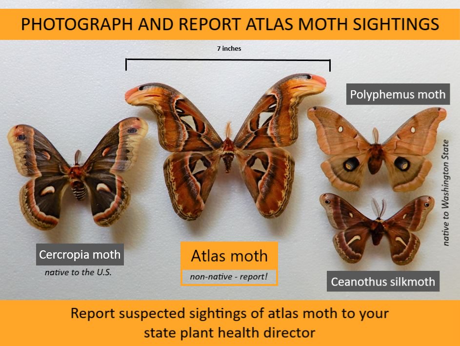Atlas moth appears larger than three native moth species