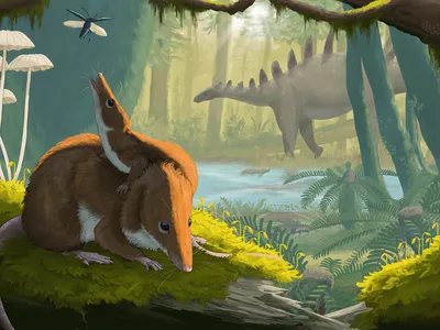 An artist&#39;s impression of the shrew-like&nbsp;Krusatodon kirtlingtonensis, which a new study suggests lived long and matured slowly, in contrast to modern small mammals.