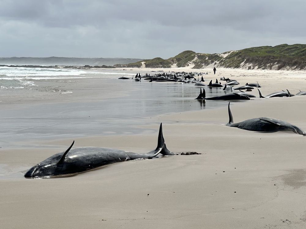 dozens of whales lie on a beach