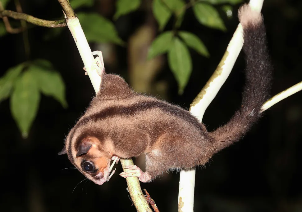 gambá pigmeu listrado pendurado nos galhos