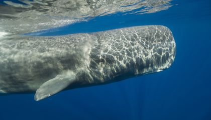 Scientists Capture the First Known Footage of Sperm Whales Headbutting, a Long-Debated Behavior That Inspired ‘Moby-Dick’