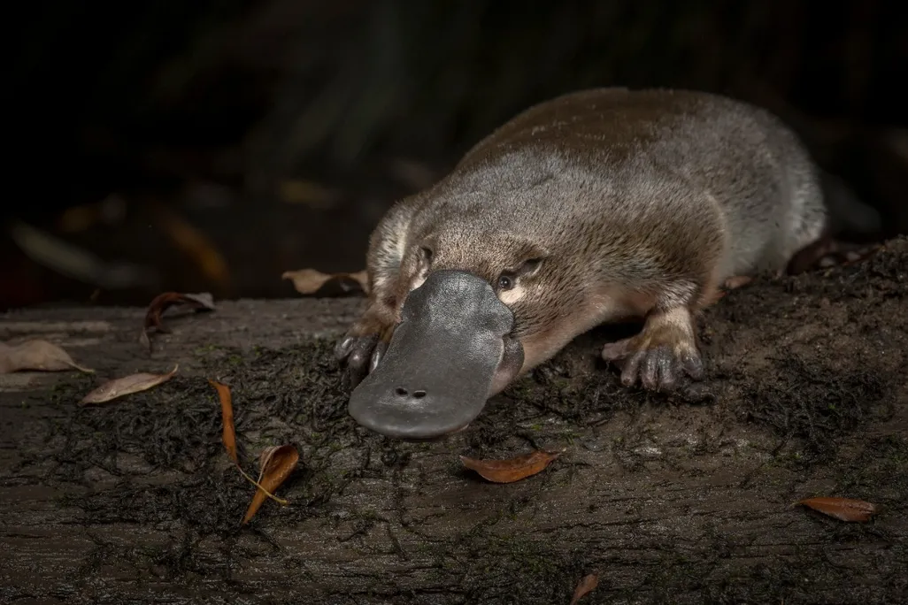 Platypus 