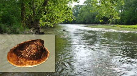 A population of the wicker ancylid limpet (insert, not to scale) was found recently in Choccolocco Creek in Alabama.