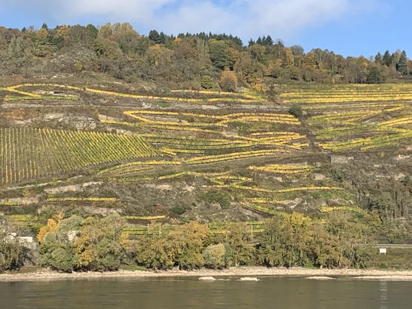 Vineyard fields along the Rhein, creating their own artwork thumbnail