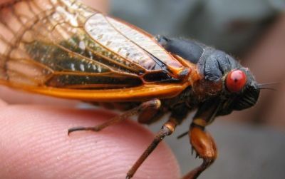 Periodical cicadas, like the one pictured above, have missed a lot of news about insects since they last appeared.