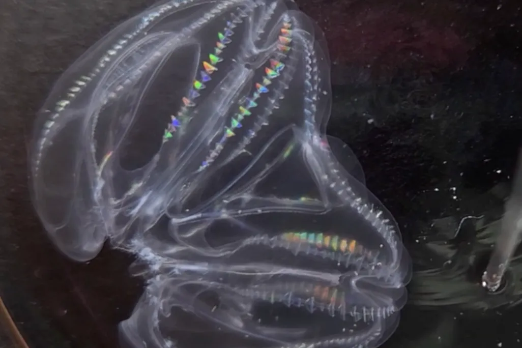 comb jellies fused together