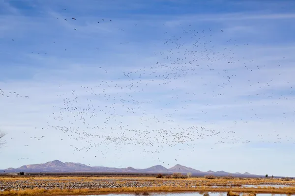 Sandhill Crane Migration #3 thumbnail