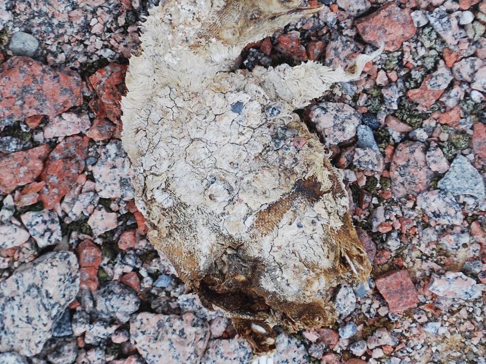 This Adélie penguin chick lived 800 years ago and was preserved in the ice. Its light brown feathers and skin are still intact, and it lays on top of a layer of speckled gray, red, and black rocks.