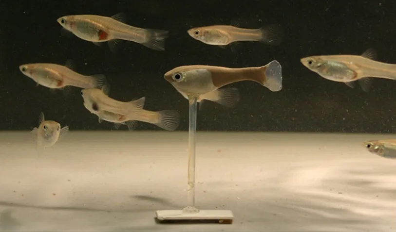 robofish.jpeg
