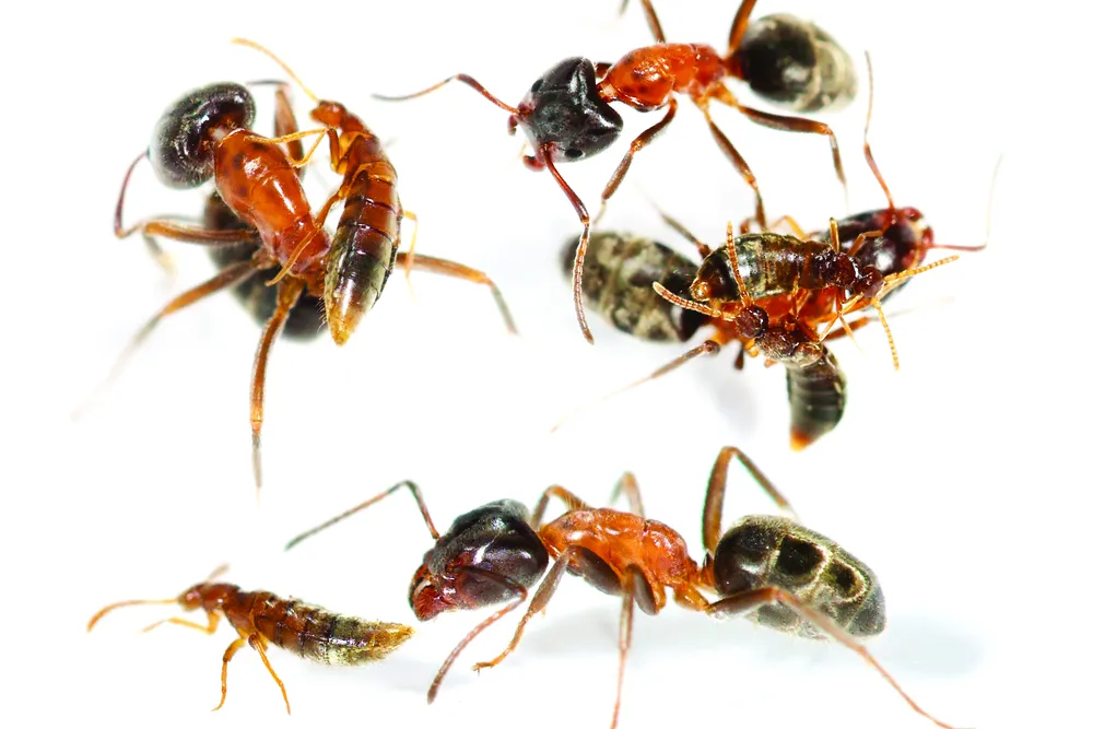 on a white backdrop, pairs of beetles and ants crawl together and on top of each other