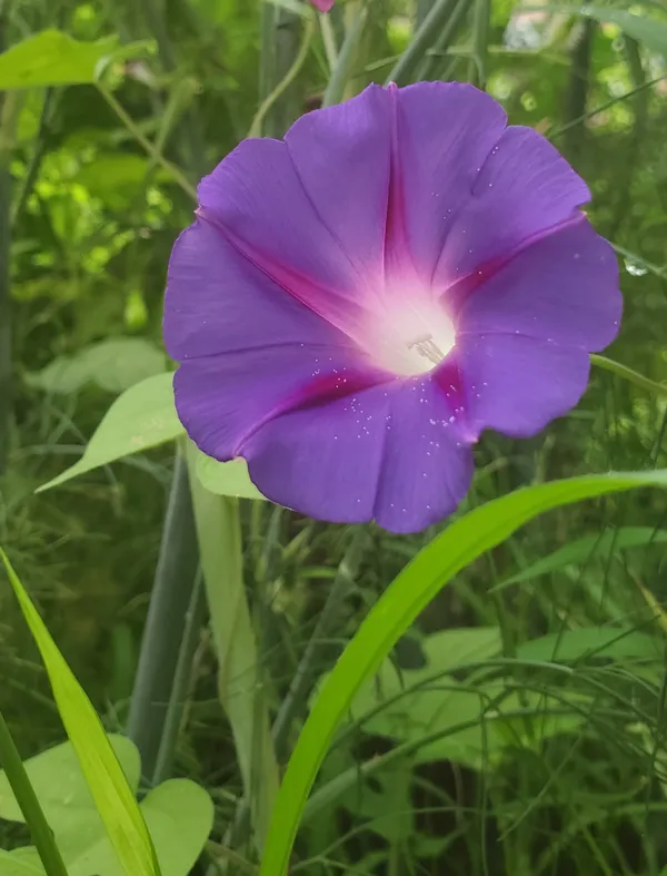 Vivid Purple Flower thumbnail
