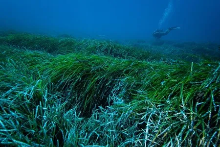 Researchers estimate this seagrass found in the Mediterranean could trap about 867 million plastic pieces per year in coastal areas. 