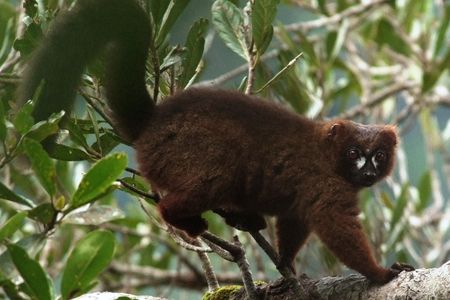 Tracking individual lemurs—such as the endangered red-bellied lemur pictured here—is no easy task. But researchers hope that facial recognition software can help in the fight for the survival of the bushy-tailed primates.