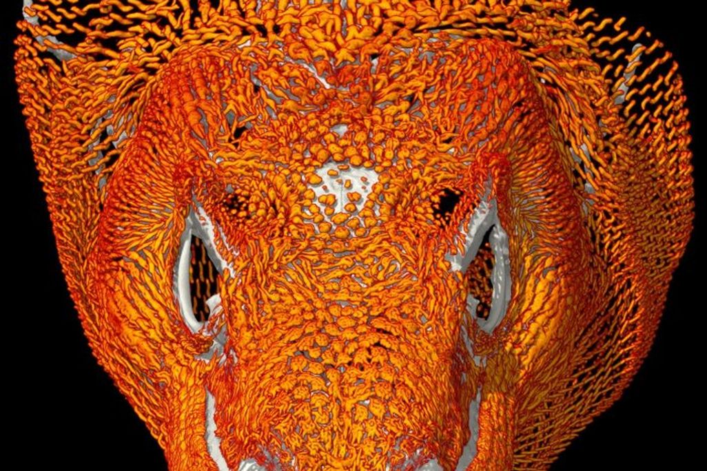 Komodo Orange CT