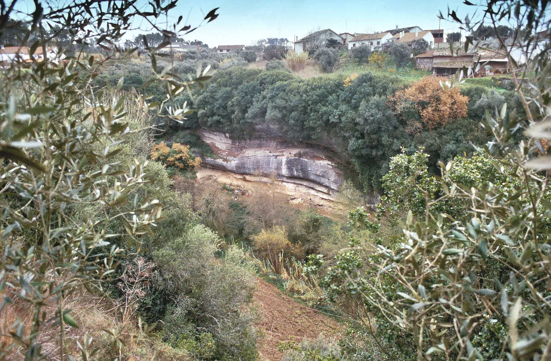 Green plants growing around cliffside