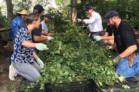 Smithsonian beer curator Theresa McCulla and colleagues from the Smithsonian Gardens harvest hops from the National Museum of American History’s victory garden.