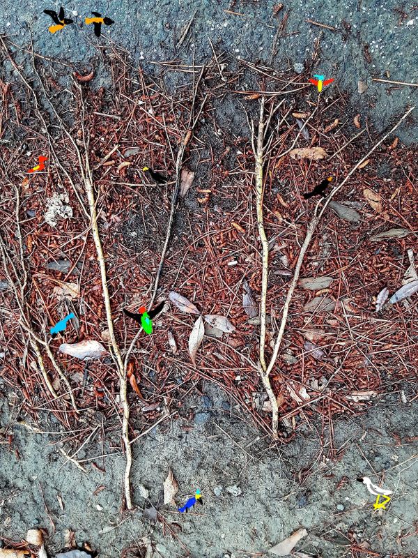 Birds in the Random Forest thumbnail