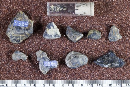 This fossilized dinosaur head and vertebrae were discovered in 1883 but only recently gained its name, Smitanosaurus agilis. (Smithsonian)
