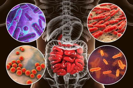 Scientists studying bacteria in the gut continue to find evidence of the role these organisms play in human health. 