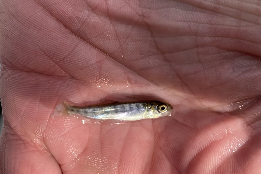 Small fish in the palm of a person's hand
