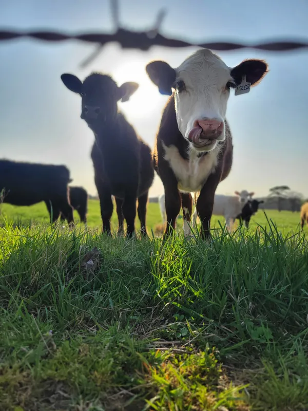 Curious Cows in Alabama thumbnail