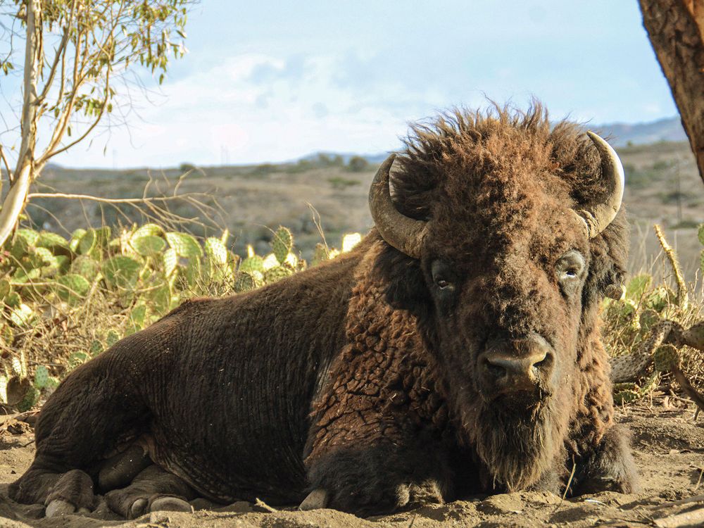 A Bison laying down in a tropical setting