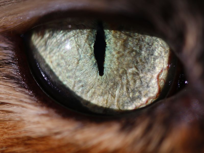 The eye of a feline Smithsonian Photo Contest 