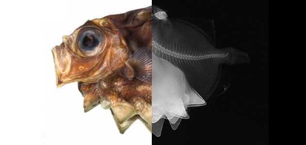 What You See When You Turn a Fish Inside Out, Science