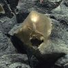 What Is This Mysterious Golden Orb Scientists Found on the Ocean Floor? icon