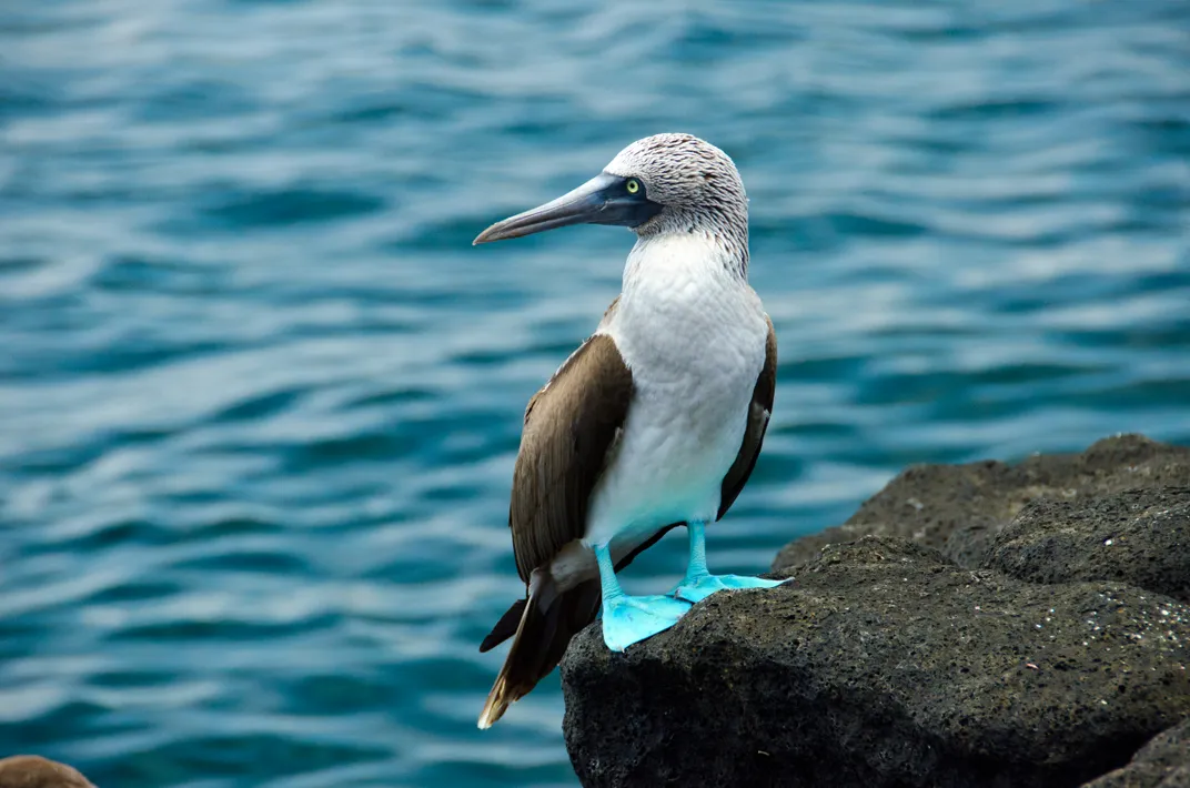 Blue-footed booby bird