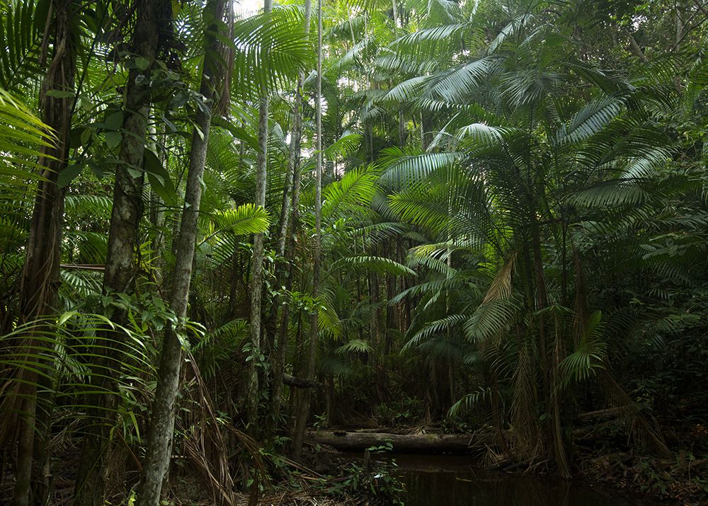 01-Blood-Jungle-Brazil-Amazon.jpg