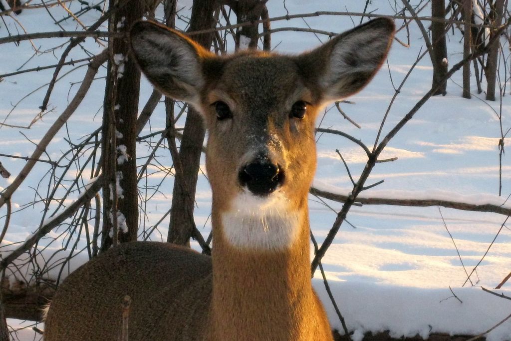 An image of a white tailed deer standing in snow-covered woods looking straight into the camera