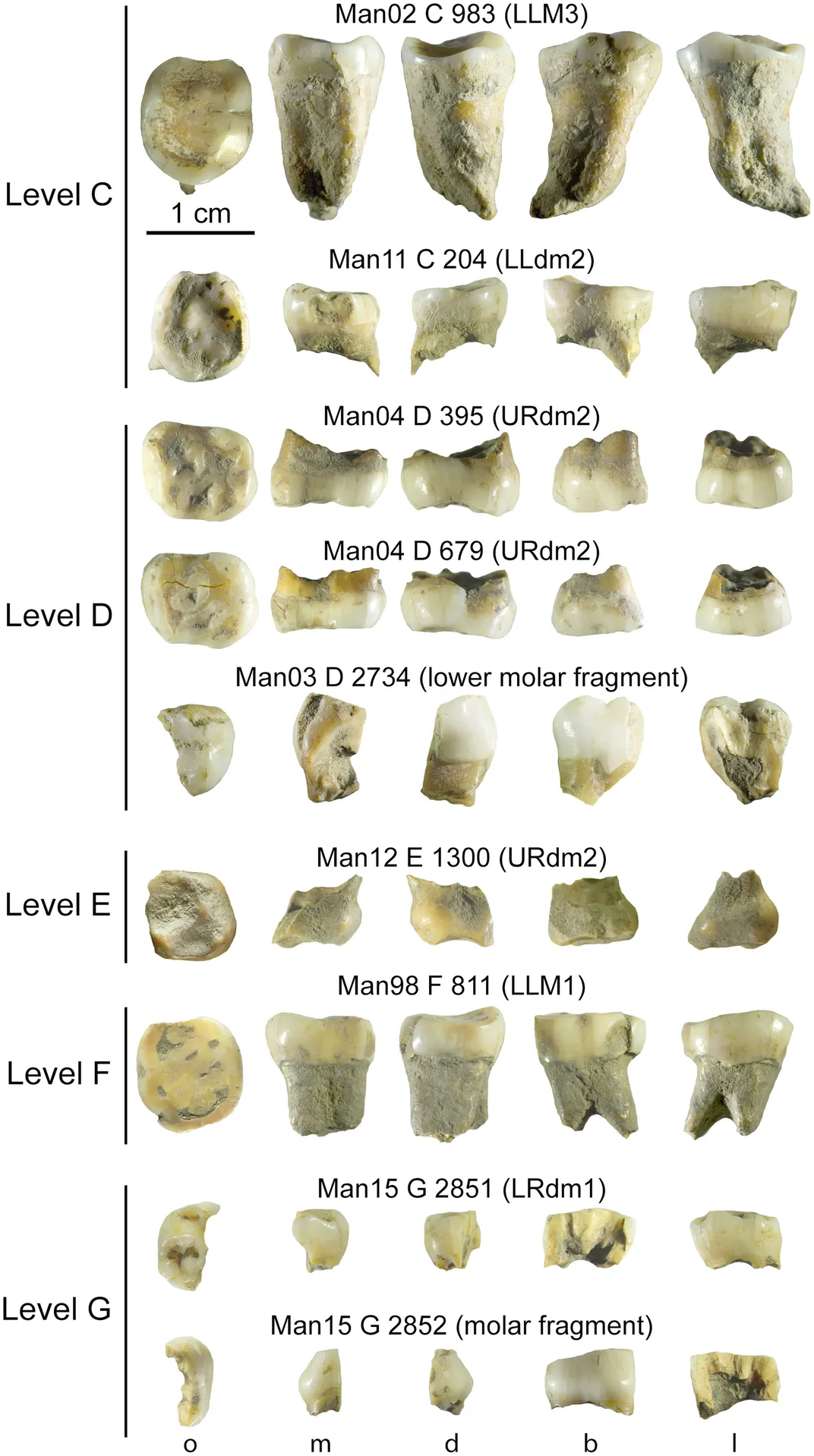 Teeth found in Grotte Mandrin