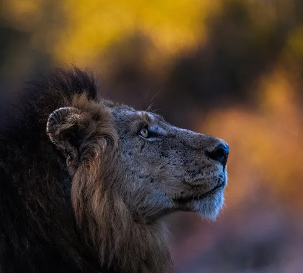 The Wonderer thumbnail