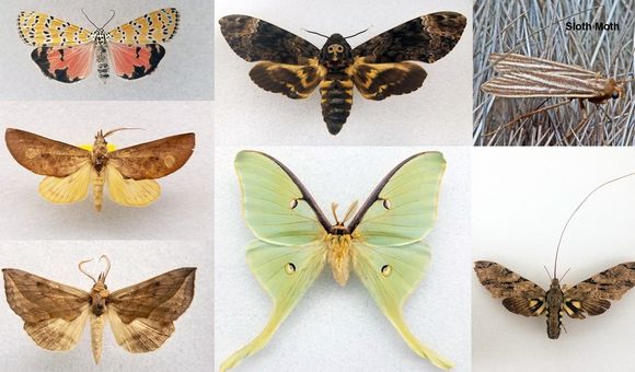 There are about 160,000 species of moths and butterflies worldwide, each with unique characteristics. (Smithsonian)