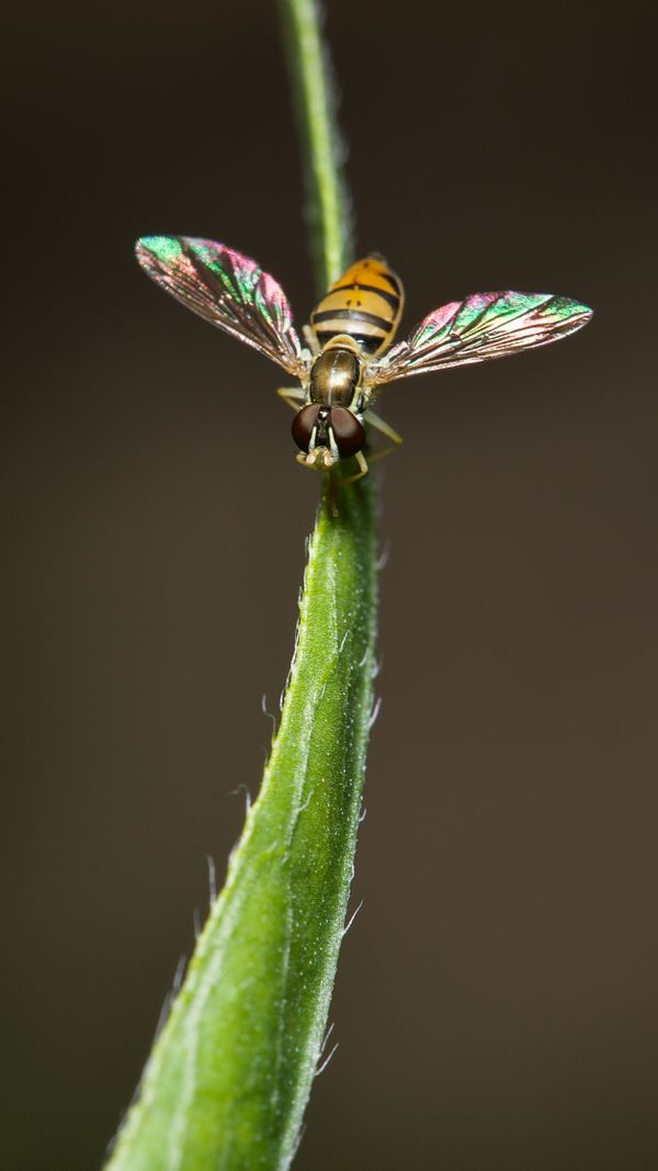Hoverfly at rest thumbnail