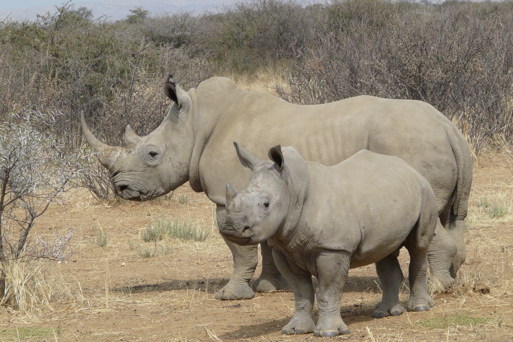 rhino.jpg