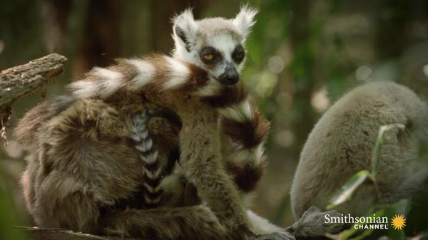 Preview thumbnail for These Feisty Female Lemurs Fight With Babies on Their Back