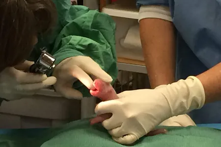 Making a historic record—only the third time in the United States—Mei Xiang delivers twins. 