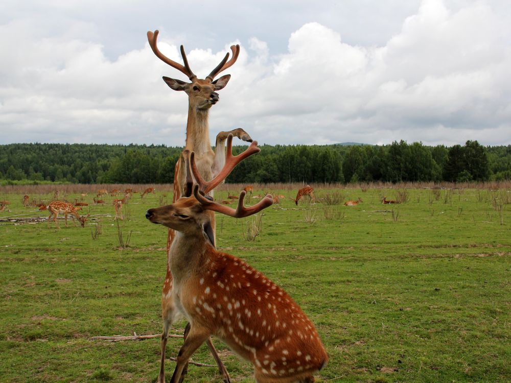 Why Do Moose Shed Antlers: Nature's Astonishing Cycle